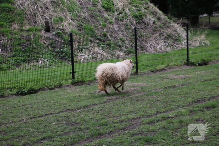 Brandweer bevrijdt schaap uit benarde positie