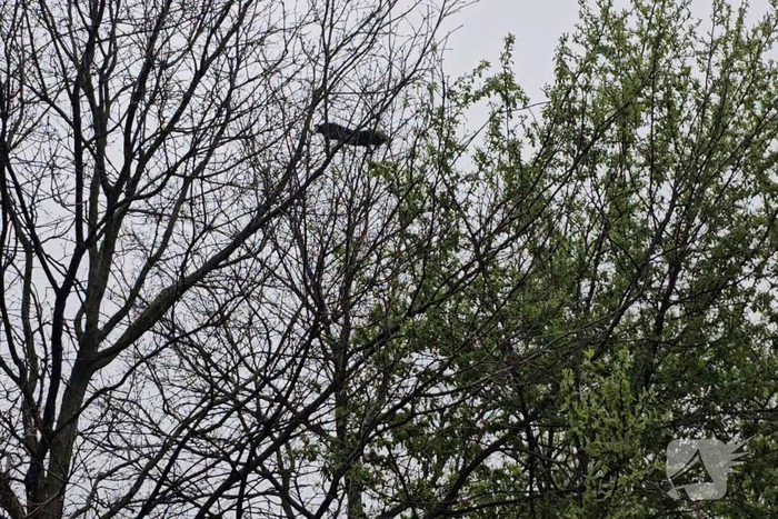 Brandweer schudt kat uit boom