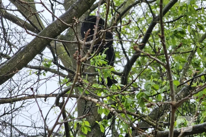 Brandweer schudt kat uit boom