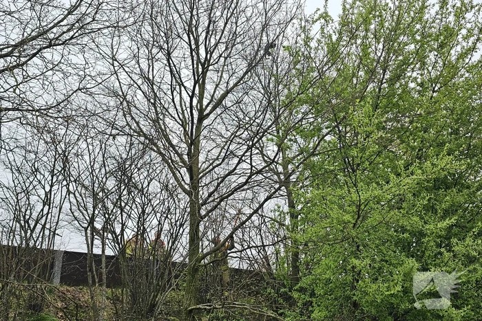 Brandweer schudt kat uit boom