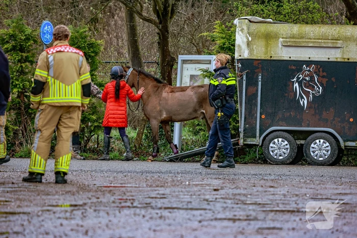 Gestresst paard wil trailer niet in