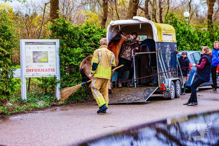 Gestresst paard wil trailer niet in