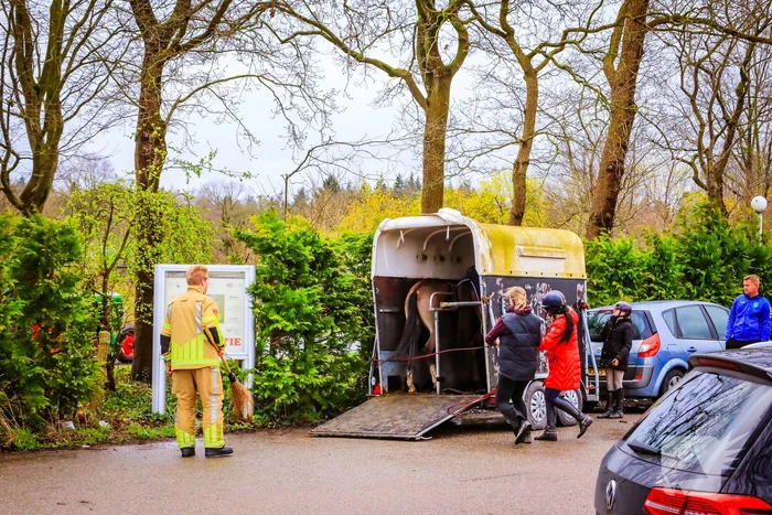 Gestresst paard wil trailer niet in