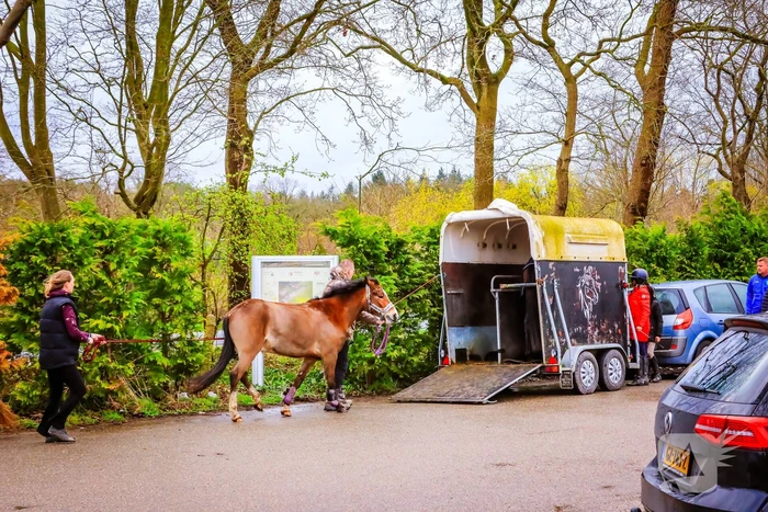 Gestresst paard wil trailer niet in
