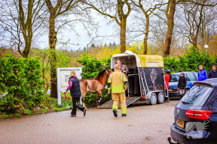Gestresst paard wil trailer niet in
