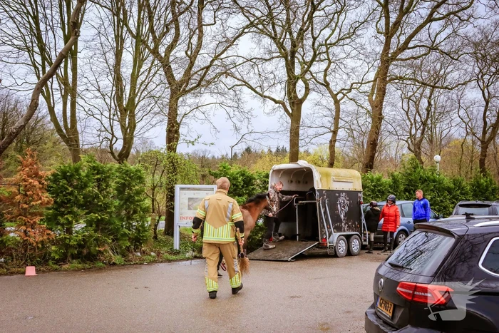 Gestresst paard wil trailer niet in