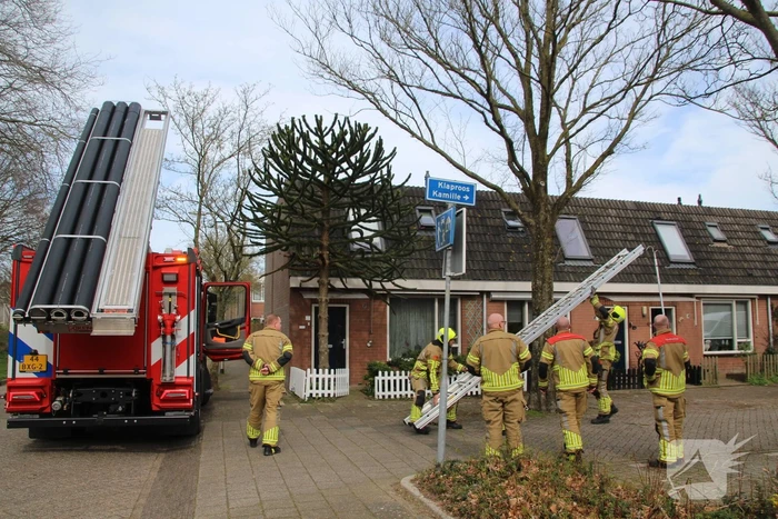 nieuws klaproos rijnsburg