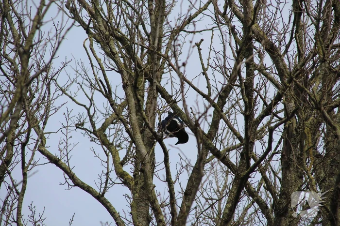 Brandweer ingezet voor vastzittende vogel