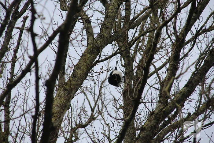 Brandweer ingezet voor vastzittende vogel