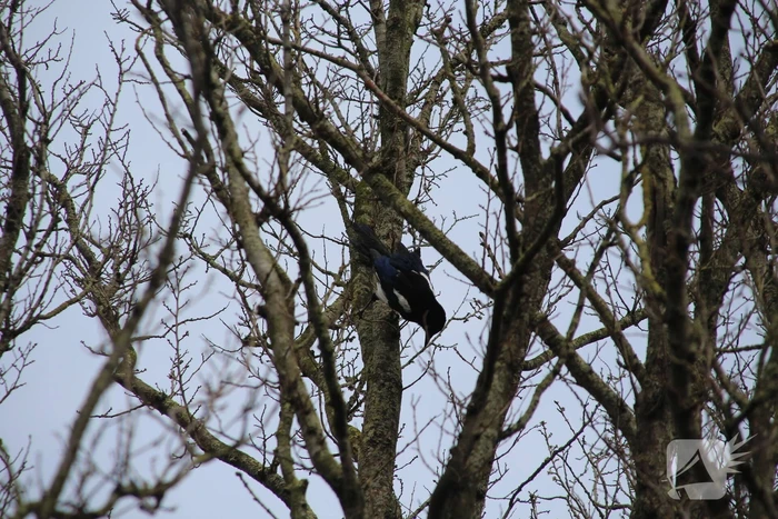 Brandweer ingezet voor vastzittende vogel