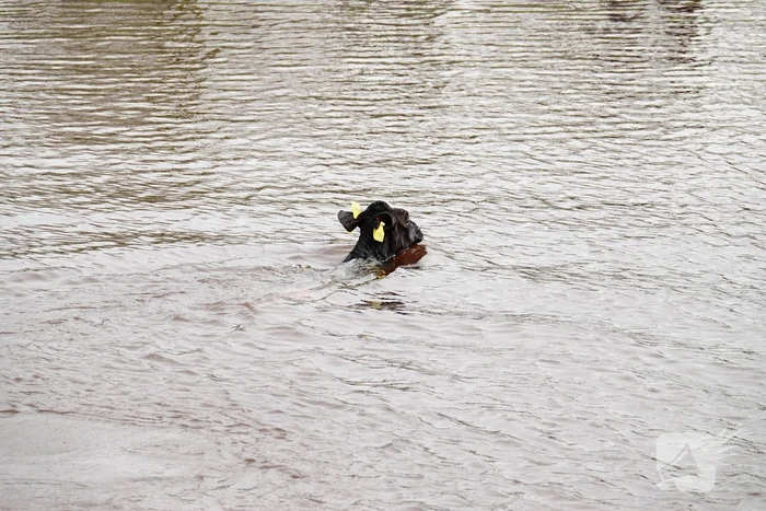 Brandweer 'vist' Pink uit water