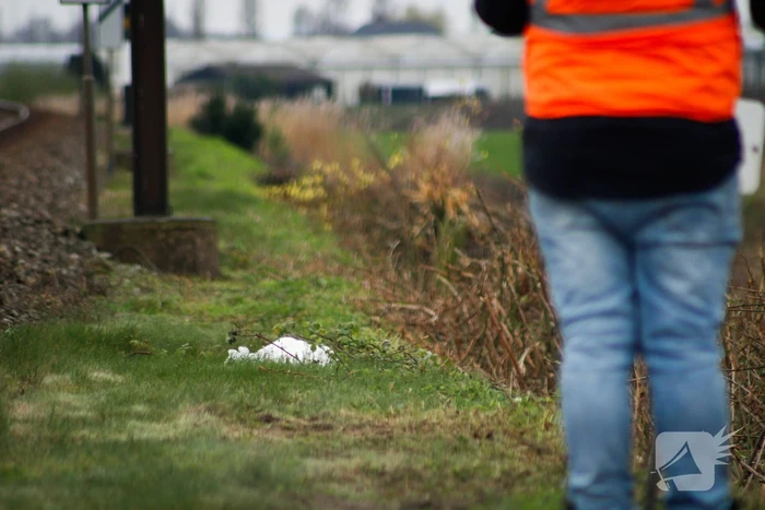 Dode zwaan zorgt voor hinder van treinverkeer