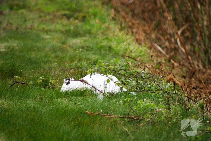 Dode zwaan zorgt voor hinder van treinverkeer