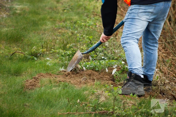 Dode zwaan zorgt voor hinder van treinverkeer