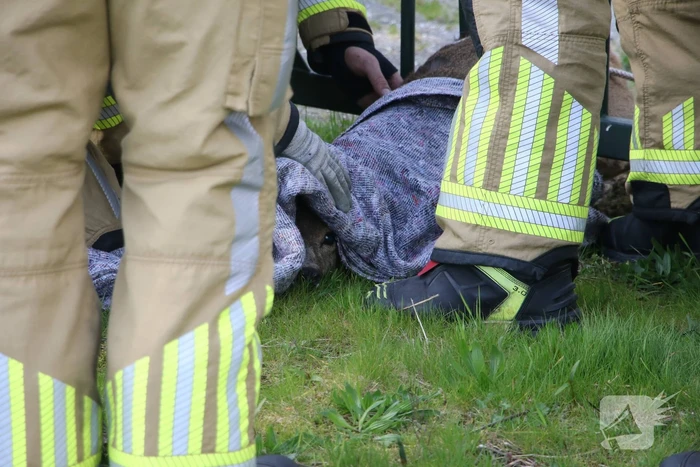 Brandweer bevrijdt vastzittend hert