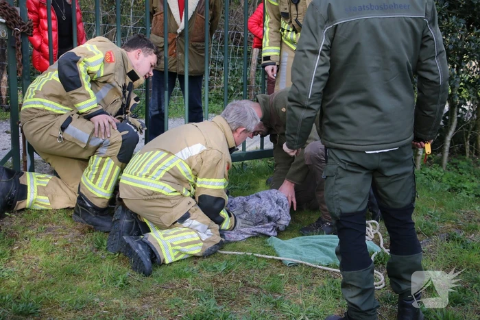 Brandweer bevrijdt vastzittend hert