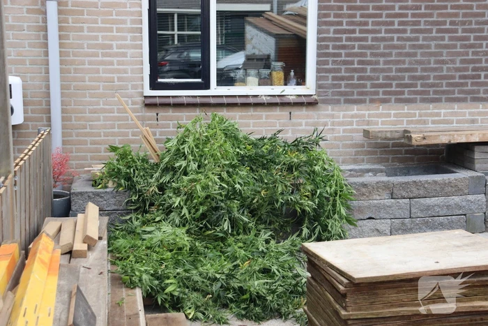 Politie ontmanteld hennepplantage