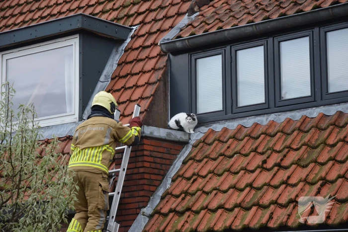 Brandweer redt kat Jessy van dak