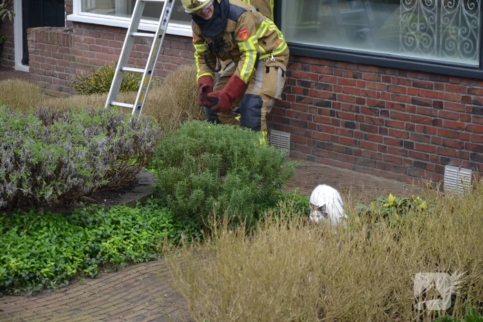 Brandweer redt kat Jessy van dak