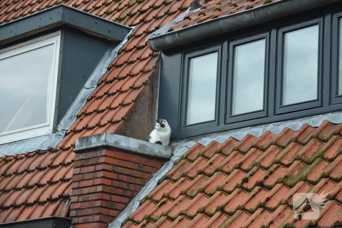 Brandweer redt kat Jessy van dak
