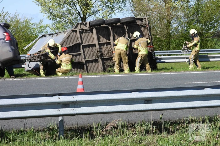 Koeien vast in gekantelde veewagen