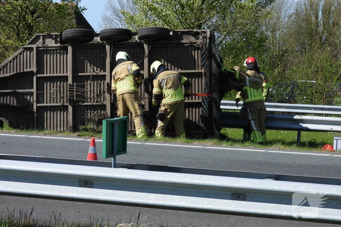 Koeien vast in gekantelde veewagen