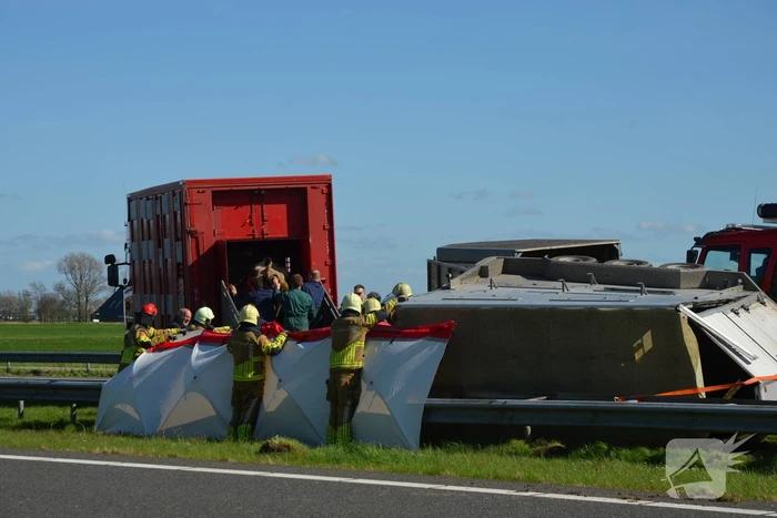 Koeien vast in gekantelde veewagen