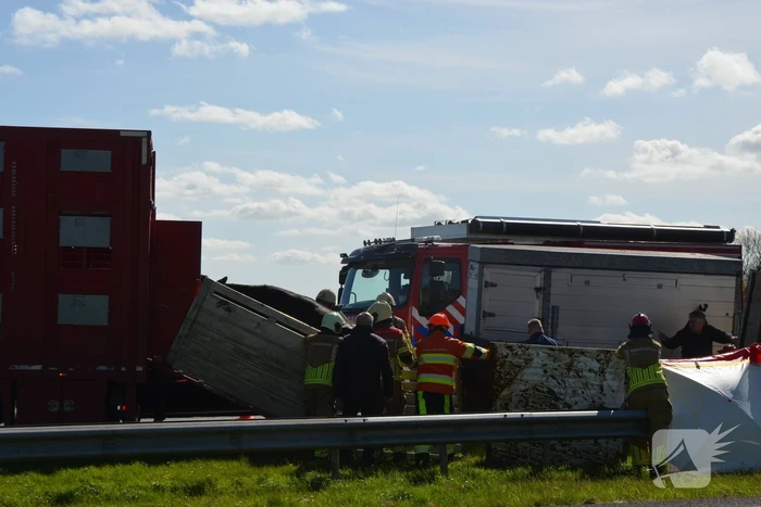 Koeien vast in gekantelde veewagen