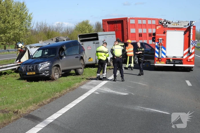 Koeien vast in gekantelde veewagen