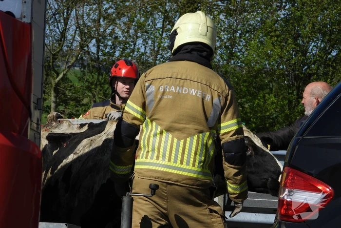 Koeien vast in gekantelde veewagen