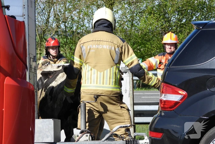 Koeien vast in gekantelde veewagen