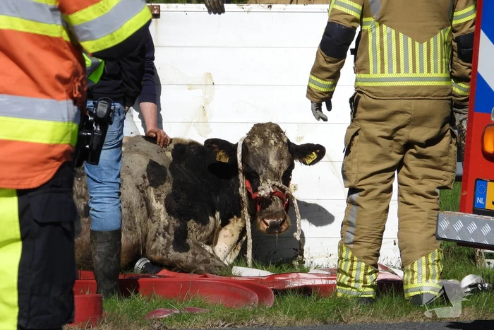 Koeien vast in gekantelde veewagen