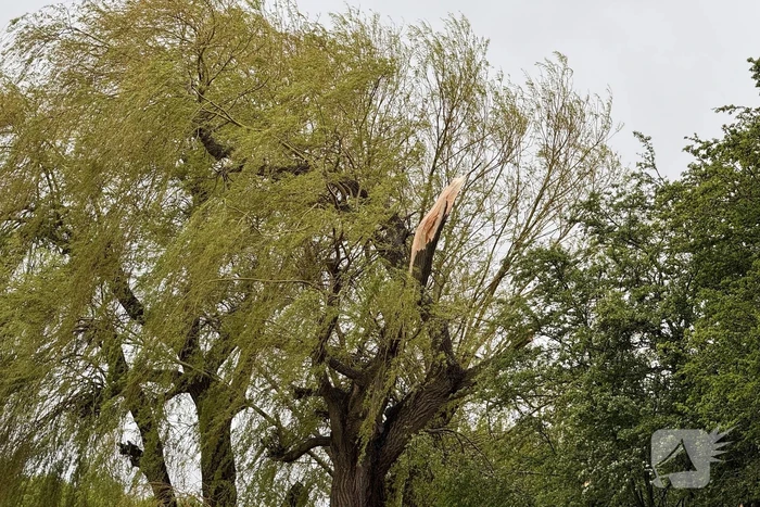 Brandweer assisteert bij stormschade aan boom