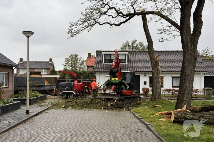 Boom breekt af na rukwinden