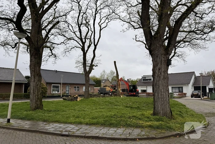 Boom breekt af na rukwinden