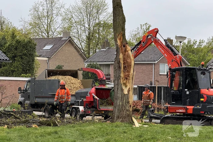 Boom breekt af na rukwinden