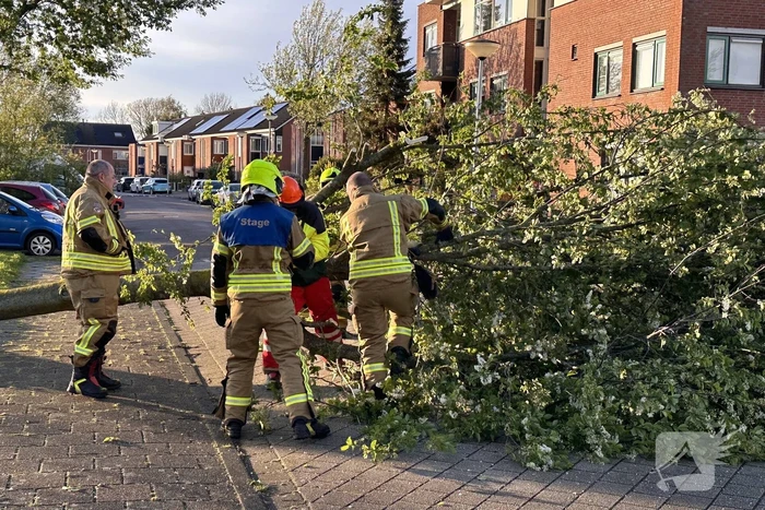 Omgewaaide boom belandt op weg