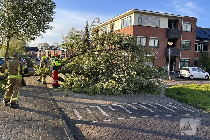 Omgewaaide boom belandt op weg