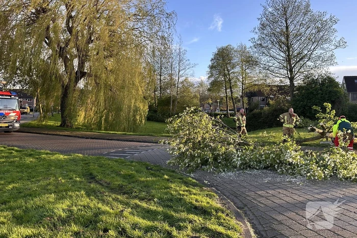 Omgewaaide boom belandt op weg
