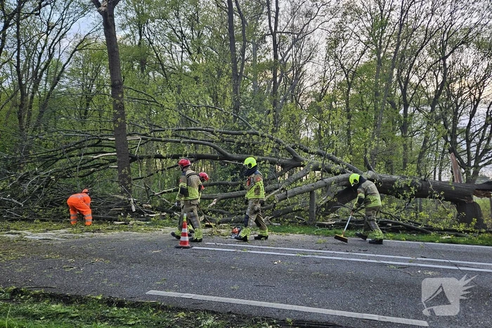 Boom valt om en belandt op provinciale weg