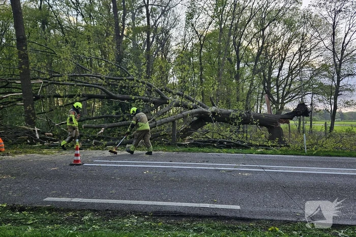 Boom valt om en belandt op provinciale weg