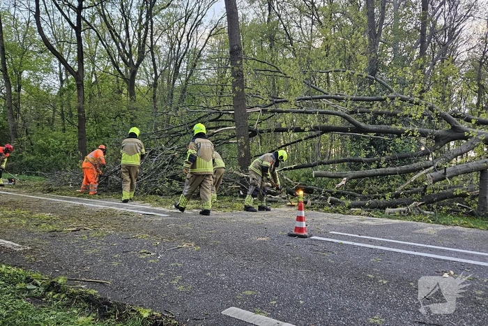 Boom valt om en belandt op provinciale weg