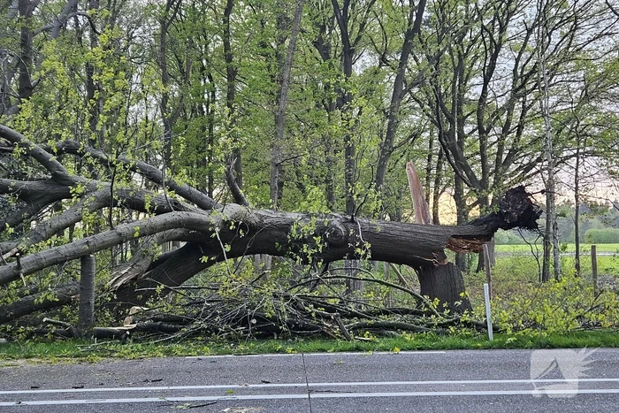 Boom valt om en belandt op provinciale weg
