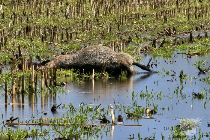 natuur velkemeensedijk kootwijkerbroek