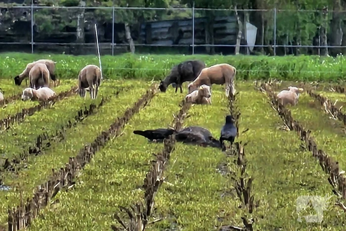 Wolf doodt opnieuw tientallen schapen