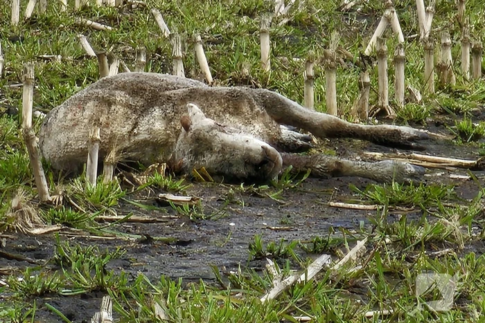 Wolf doodt opnieuw tientallen schapen