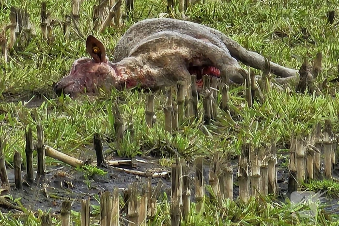 Wolf doodt opnieuw tientallen schapen