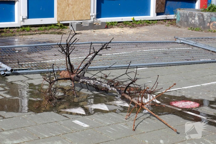 Brandweer blust brandende boom