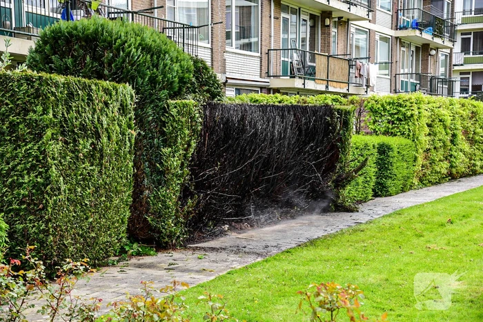 Brand in haag snel onder controle