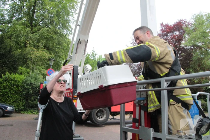 Kat Paco uit de boom gehaald